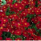 100 SEEDS PLAINS COREOPSIS TALL RED FLOWER