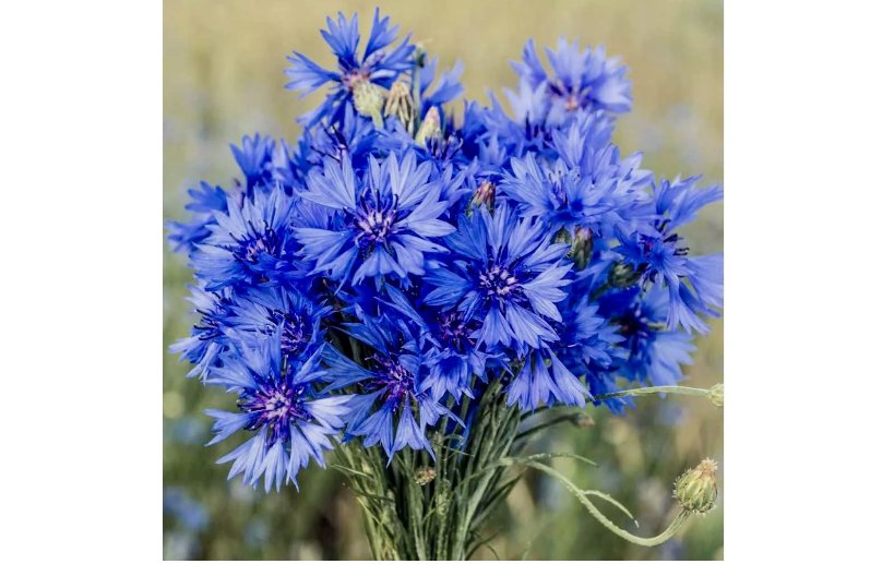Cornflower 200 Seeds (Centaurea Cyanus) | wildflower