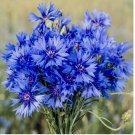 Cornflower 200 Seeds (Centaurea Cyanus) | wildflower