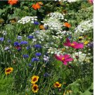 1000 SEEDS  Wildflower Mix DROUGHT RESISTANT 25 Species Dry Area Flowers Non-GMO