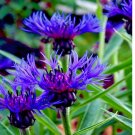MOUNTAIN BLUE CORNFLOWER 20 SEEDS PERENNIAL