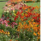 500 SEEDS Wallflower ENGLISH Mix Fragrant Bi-Colored Perennial, Biennial Non-GMO