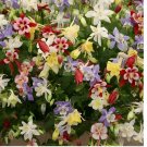 500 SEEDS Columbine MCKANA GIANT Mix Perennial Hummingbirds Butterflies Non-GMO