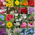 1000 SEEDS Wildflower Mix PARTIAL SHADE 22 Heirloom Flower Species USA Non-GMO