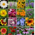 1000 SEEDS Wildflower Mix ALL PERENNIAL Heirloom Pollinator Garden USA Non-GMO