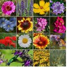 1200 SEEDS ALL PERENNIAL Wild Flower Mix. Pollinator Food, Garden Heirloom