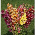500 SEEDS Snapdragon TETRA MIX SemiDwarf MultiColored Blooms Butterflies Non-GMO