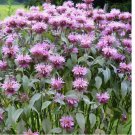 500 SEEDS BEE BALM WILD BERGAMOT Perennial Beneficial Bees Hummingbirds Non-GMO