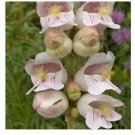 500 SEEDS Penstemon PALMER'S Perennial Scented Hummingbirds & Bees USA Non-GMO