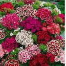 200 SEEDS Sweet William Dianthus INDIAN CARPET DWARF Mix B-iColored Non-GMO USA