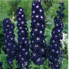 Dark Blue Delphinium 50 Seeds Perennial Garden Flower Bloom