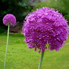 HUGE PURPLE ALLIUM SENSATION 4-6" SOFTBALL "AFLATUNENSE" FLOWER 40 SEEDS!