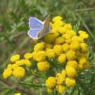 Tanacetum vulgare - Perennial Flower Seeds = 1000 Tansy seeds