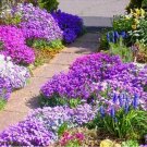 ROCK CRESS 1000 SEEDS ROYAL HUMMINGBIRD SPRING MIX GROUND COVER DEER RESISTANT