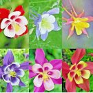 COLUMBINE MCKANA GIANTS 400 SEEDS PERENNIAL SPRING MIX FLOWER DEER RESISTANT USA