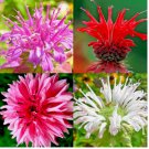 20 SEEDS BERGAMOT MONARDA SPRING MIX PERENNIAL RARE HUMMINGBIRD PLANT BEE BALM