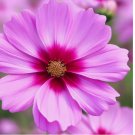 Gloria Cosmos 100 Seeds | Non-GMO