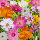 Cosmos Flowers 140 Seed Mix, 10 Beautiful Cosmos Varieties, Colorful