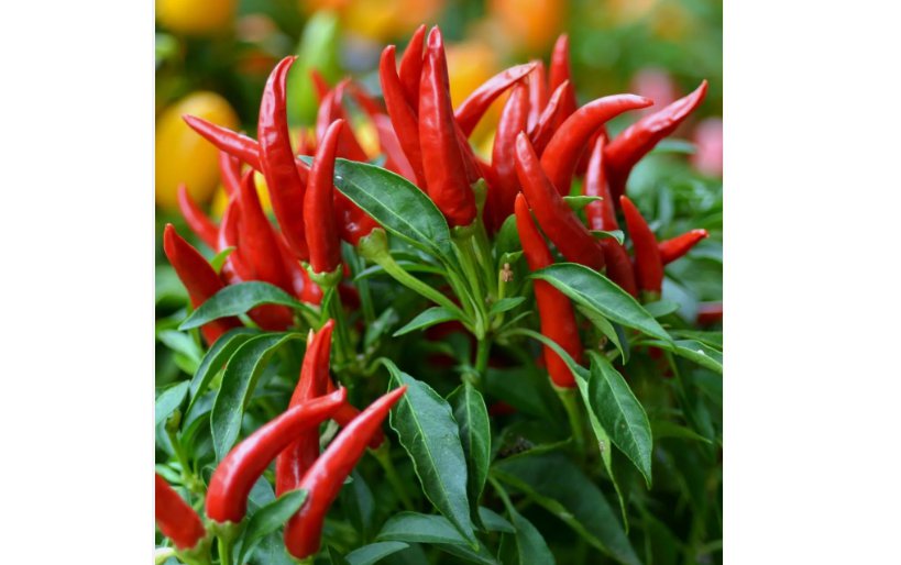 Thai Chili Super Hot | Non-GMO Organic Hot Pepper 20 Seeds