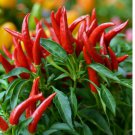 Thai Chili Super Hot | Non-GMO Organic Hot Pepper 20 Seeds