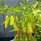 Golden Greek Pepperoncini Pepper 60 Seeds | Heirloom / Non-GMO