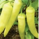Sweet Banana Pepper 100 Seeds | NON-GMO