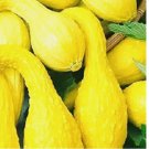 Crookneck Yellow Squash 20 Seeds | NON-GMO
