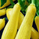 Straightneck Squash 20 Seeds | NON-GMO
