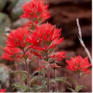 Indian Paintbrush 200 seeds (Castilleja Agustifolia)