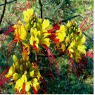 MEXICAN DESERT YELLOW BIRD OF PARADISE SHRUB FLOWER TREE 10 SEEDS (C. Gilliesii)