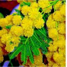 GOLDEN MIMOSA Tree 10 Seeds Acacia baileyana Yellow Wattle Flower Fast Growing