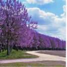 Royal Empress (Paulownia tomentosa) 50 Seeds "FASTEST GROWING TREE in the WORLD"