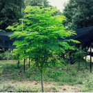 Moringa 50 Seeds for Planting | Non-GMO | Fast growing tree seeds USA