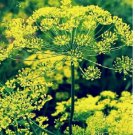 Bouquet Dill 50 Seeds | NON-GMO