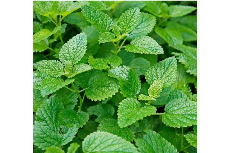 Lemon Mint 100 Seeds | Non-GMO