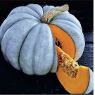 Blue Pumpkin 25 Seeds | Jarradale Queensland Cinderella Doll