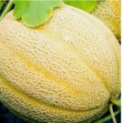 Hales Best Jumbo Cantaloupe 50 Seeds | NON-GMO