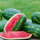 Kleckley Sweet Watermelon 40 Seeds! GIANT