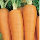 Danvers 126 Carrot 150 Seeds | NON-GMO