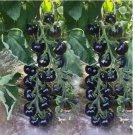EUROPEAN BLACK CHERRY TOMATO 120 SEEDS - SWEET - HEIRLOOM -NON GMO