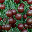 hocolate Cherry Tomato 120 Seeds - Super Sweet