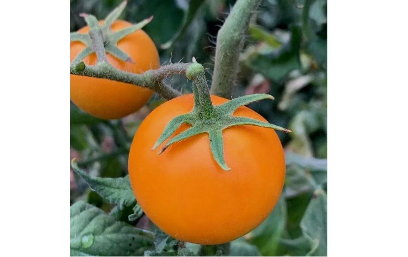 range Cherry Tomato 120 Seeds - Heirloom - NON GMO