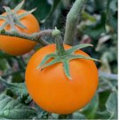 range Cherry Tomato 120 Seeds - Heirloom - NON GMO