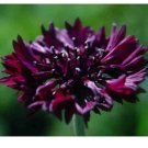 Black Ball Purple Cornflower 100 Seeds, Bachelor Button