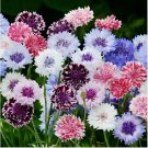 200 SEEDS Cornflower Bachelor Button FROSTY MIX Heirloom Pollinators Non-GMO