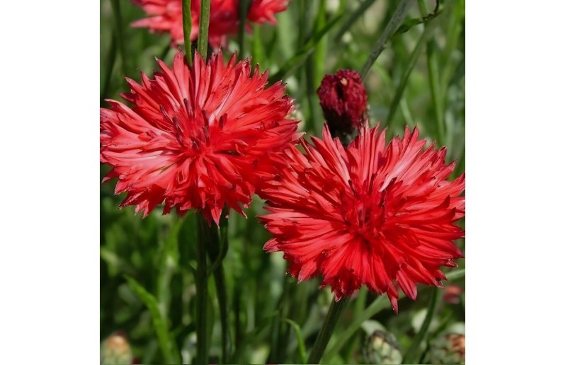 400 SEEDS Cornflower Bachelor Button TALL RED Heirloom Flower Sun/Shade Non-GMO