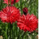 400 SEEDS Cornflower Bachelor Button TALL RED Heirloom Flower Sun/Shade Non-GMO