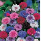400 SEEDS Cornflower Bachelor Button DWARF MIX Cutflowers HEIRLOOM Non-GMO 400 SEEDS Cornflower Bachelor Button DWARF MIX Cutflowers HEIRLOOM Non-GMO