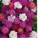 1000 SEEDS Candytuft DWARF FAIRY MIX Groundcover Heirloom Pollinators Non-GMO