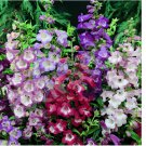 500 SEEDS Penstemon SENSATION MIX Perennial Beardtongue Red for Hummingbirds